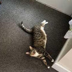 Luna, a ADOPTABLE Tabby in Medford, MA image 4/5