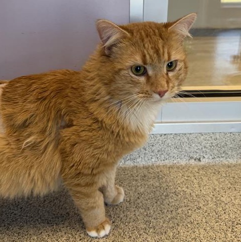 Enlarge Griffin, an adoptable Domestic Long Hair in Cooperstown, NY image 1/2