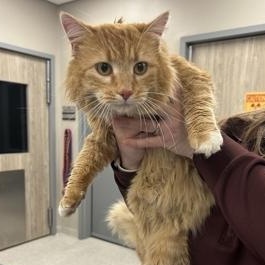 Enlarge Griffin, an adoptable Domestic Long Hair in Cooperstown, NY image 2/2
