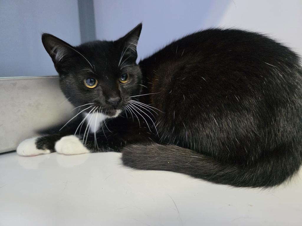 Figaro, Adoptable, Young Male Domestic Short Hair.