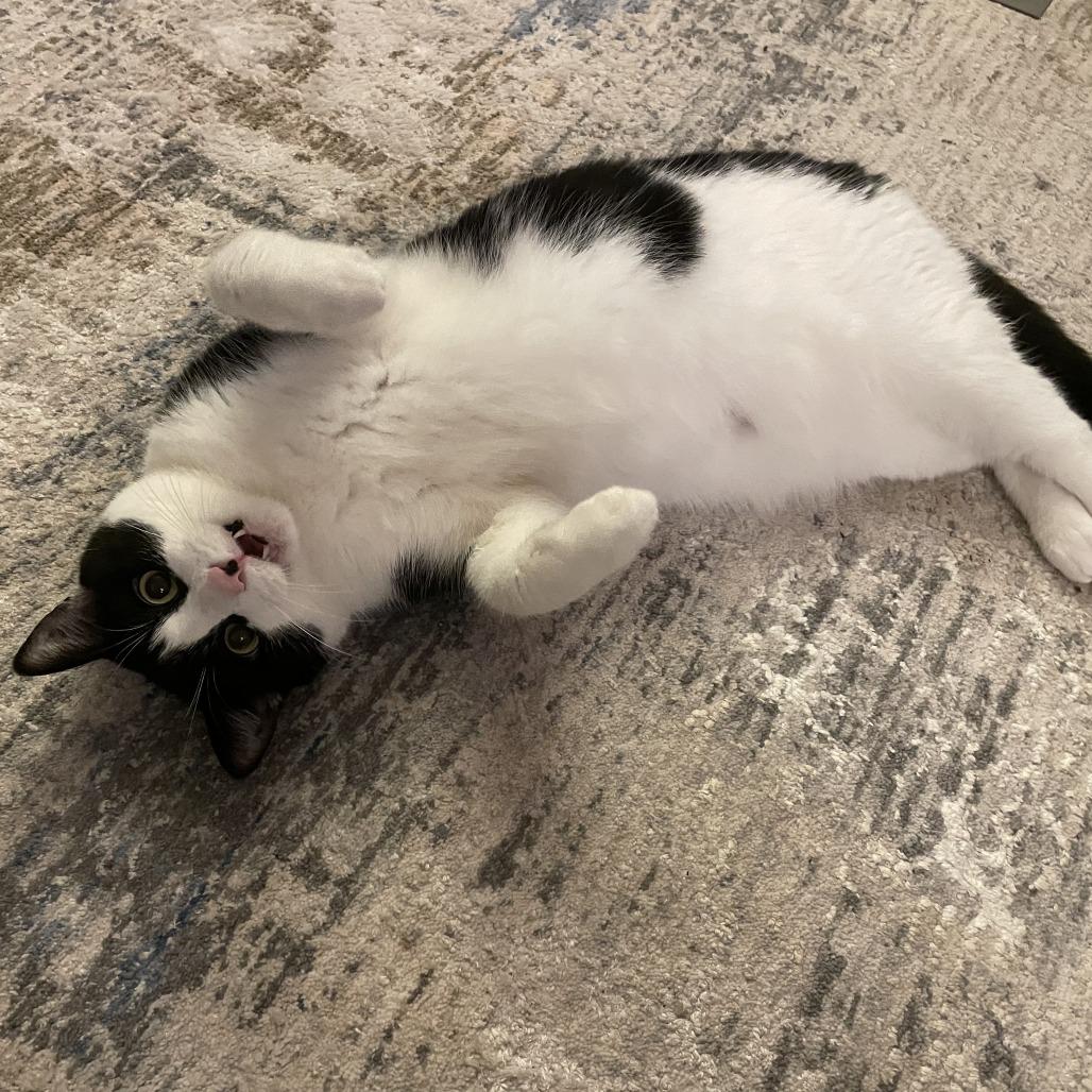 Sheila, a Adoptable Domestic Short Hair in Middle Village, NY image 1/6