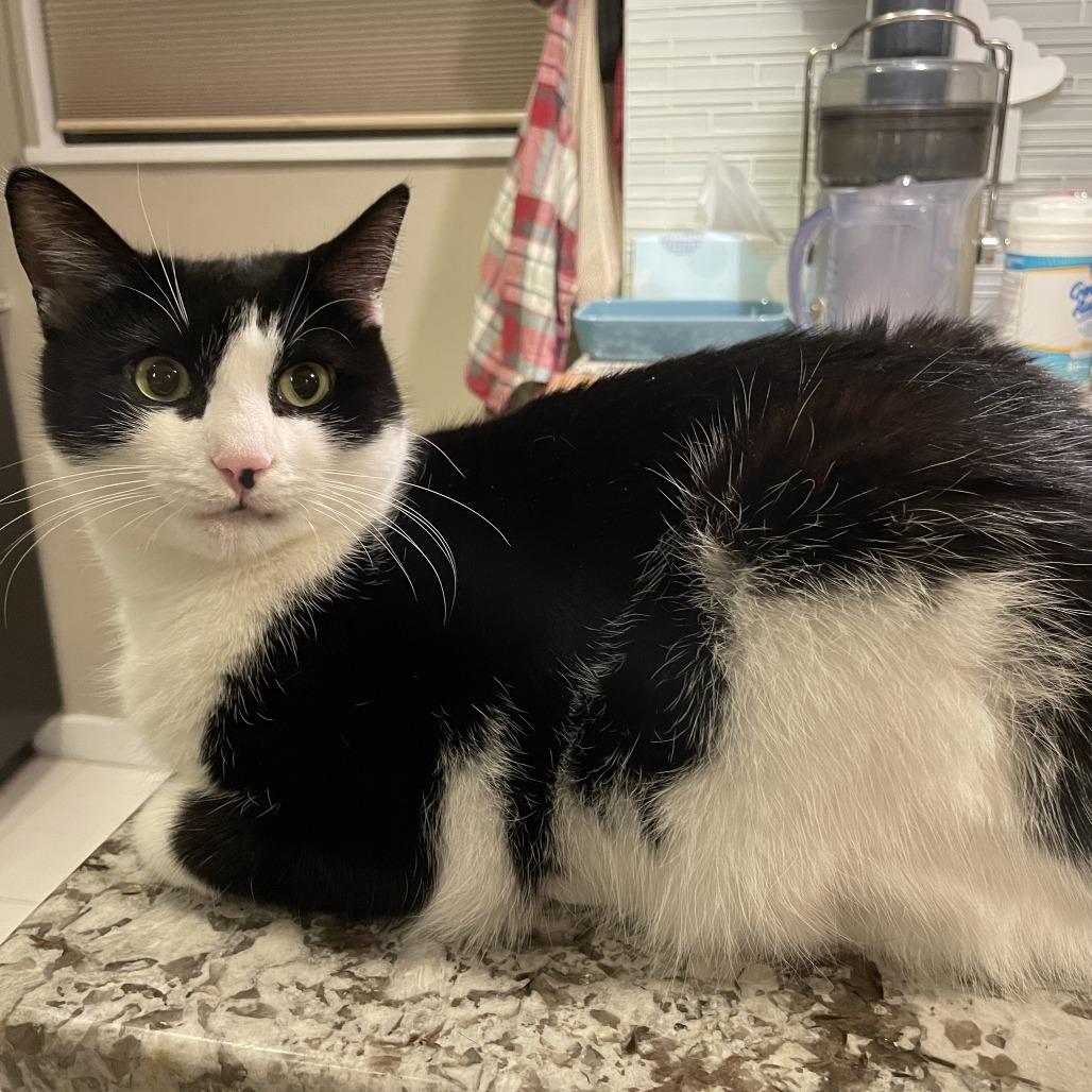 Sheila, a Adoptable Domestic Short Hair in Middle Village, NY image 2/6