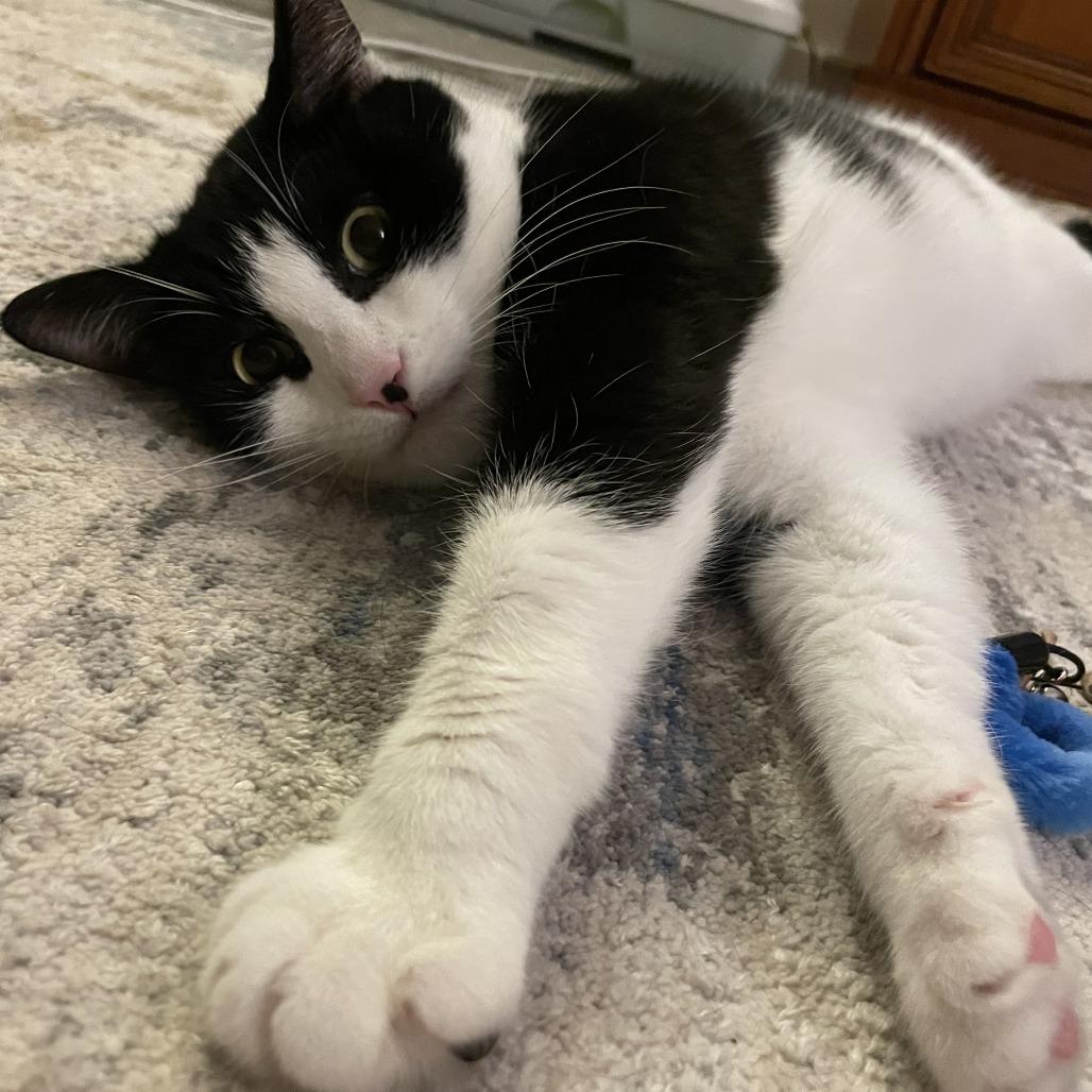 Sheila, a Adoptable Domestic Short Hair in Middle Village, NY image 3/6