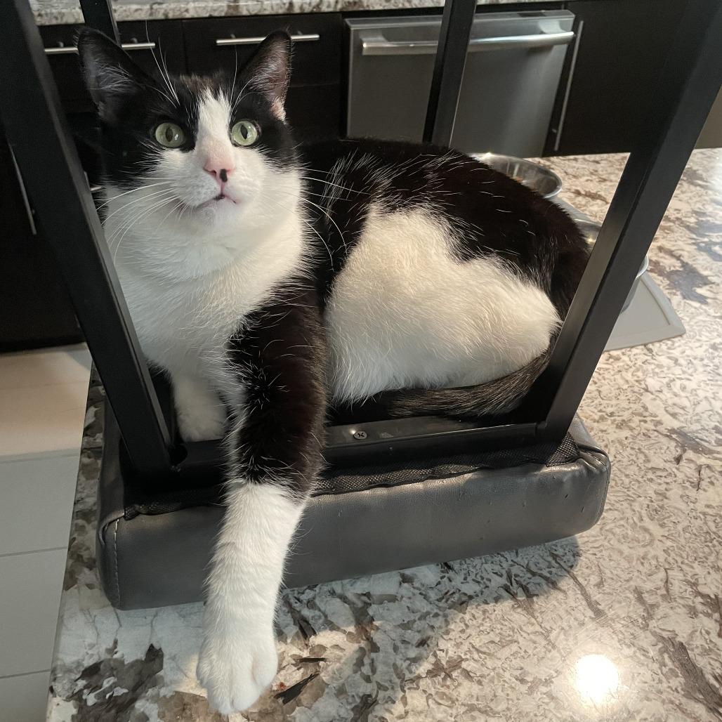 Sheila, a Adoptable Domestic Short Hair in Middle Village, NY image 4/6