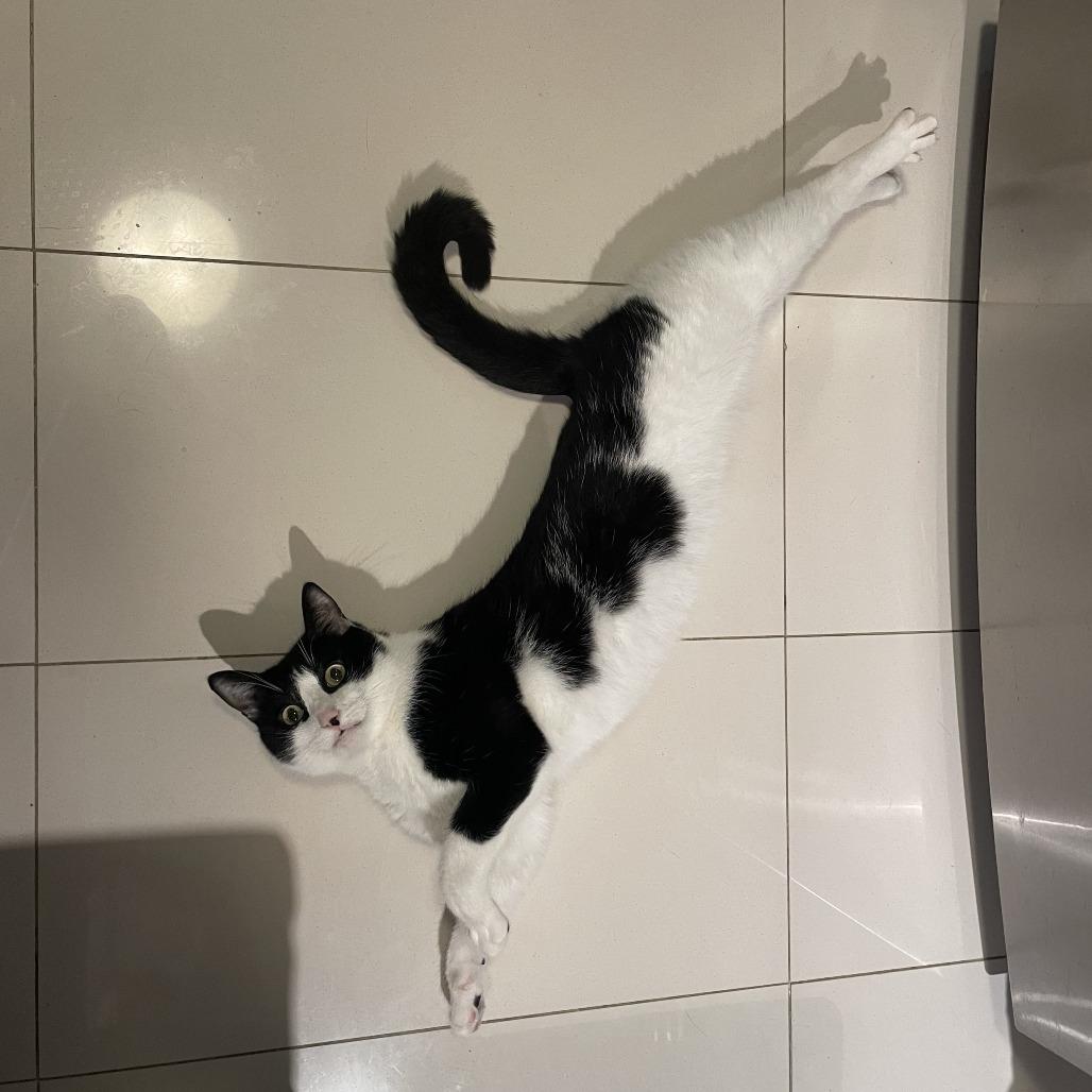 Sheila, a Adoptable Domestic Short Hair in Middle Village, NY image 5/6