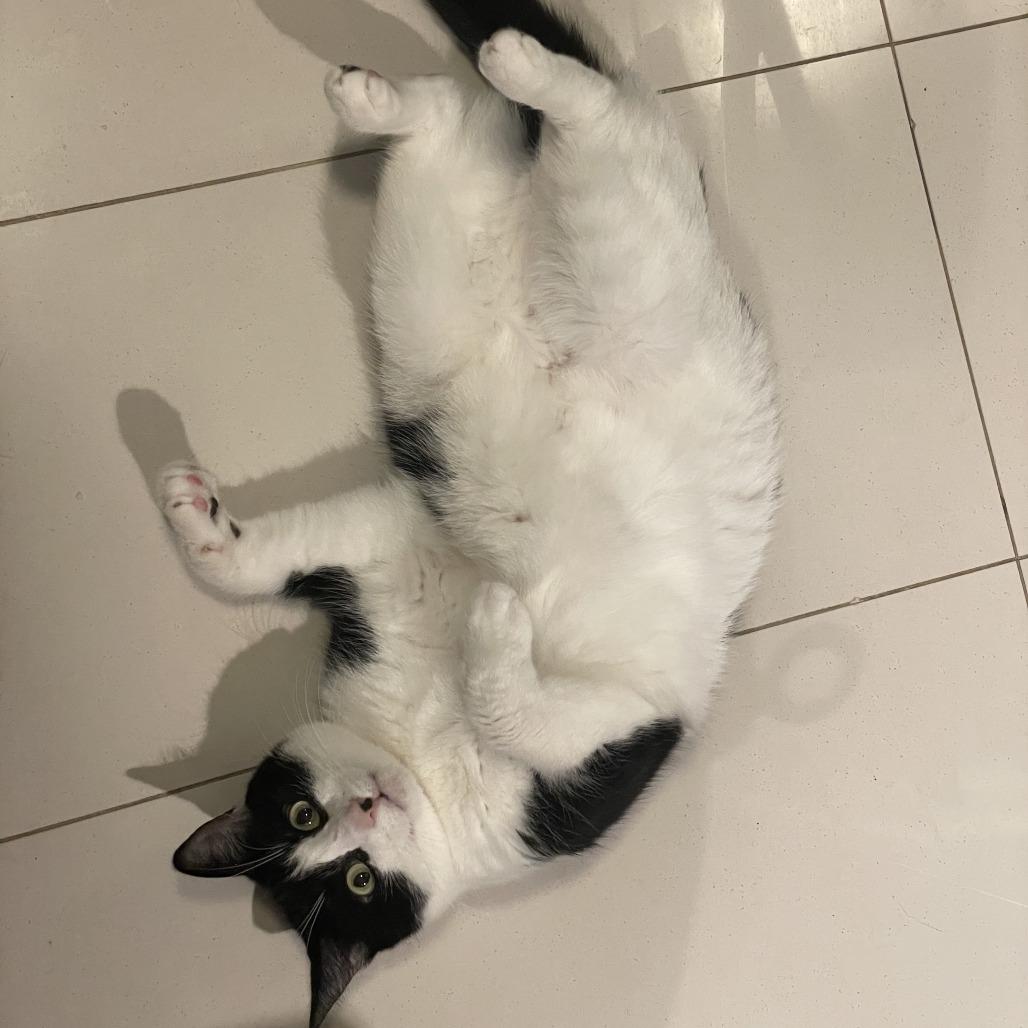 Sheila, a Adoptable Domestic Short Hair in Middle Village, NY image 6/6