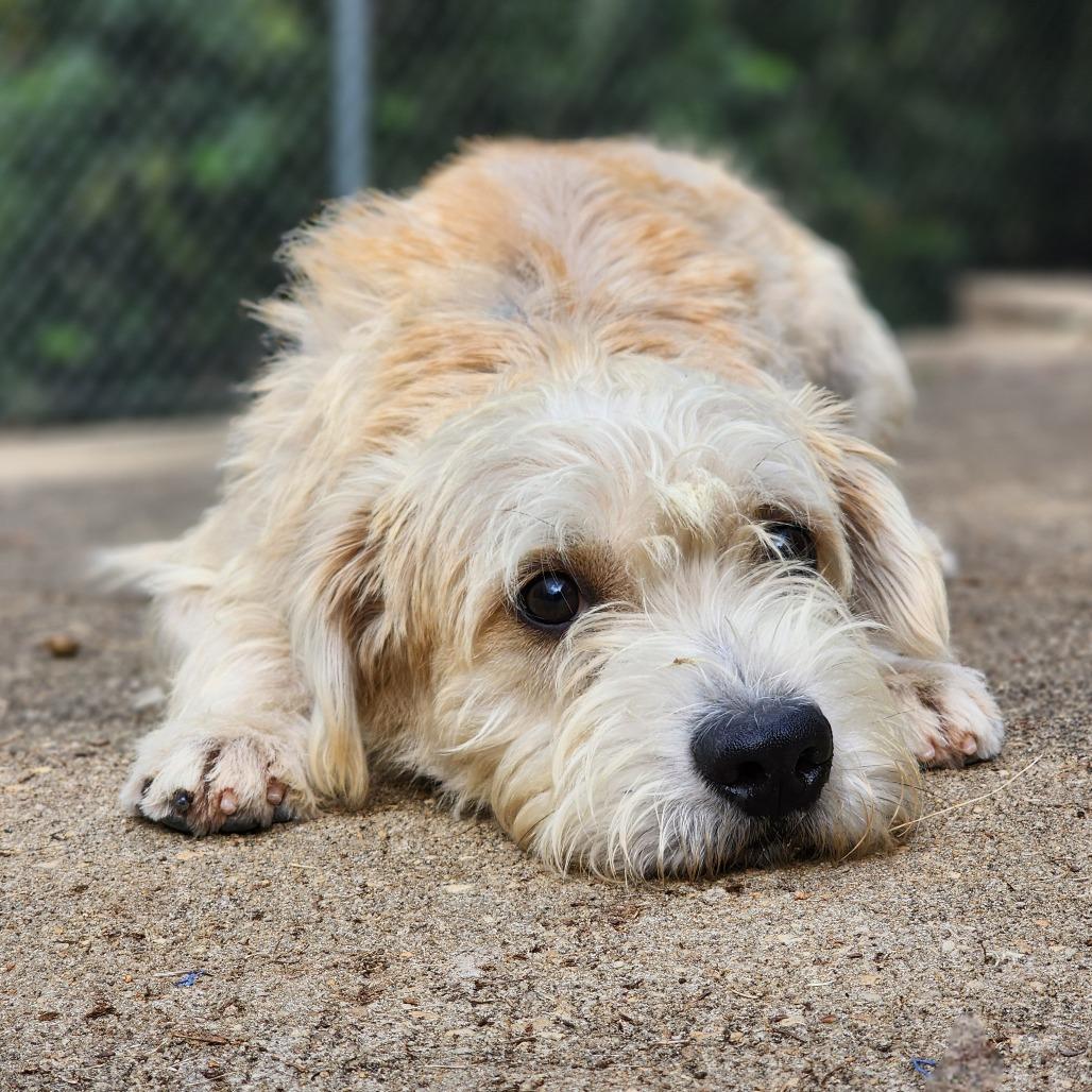 Enlarge Nickelback, a Adoptable Wirehaired Terrier in Montgomery, AL image 2/2