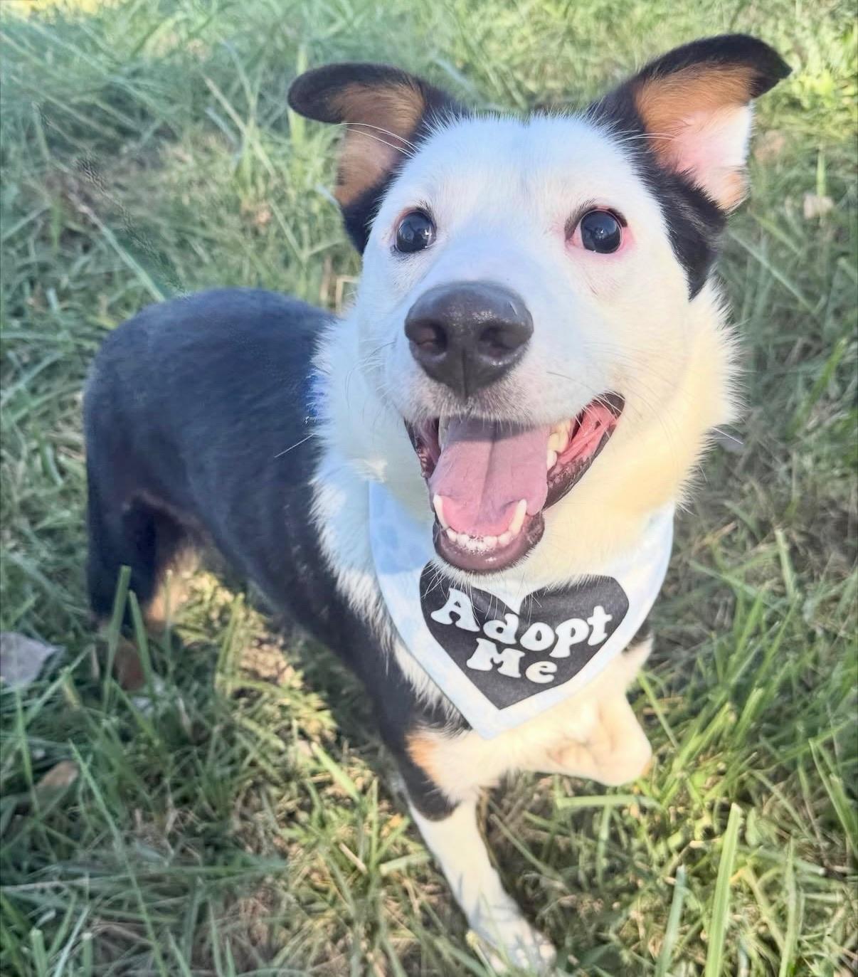 Scooter, ADOPTABLE, Young Male Australian Shepherd.