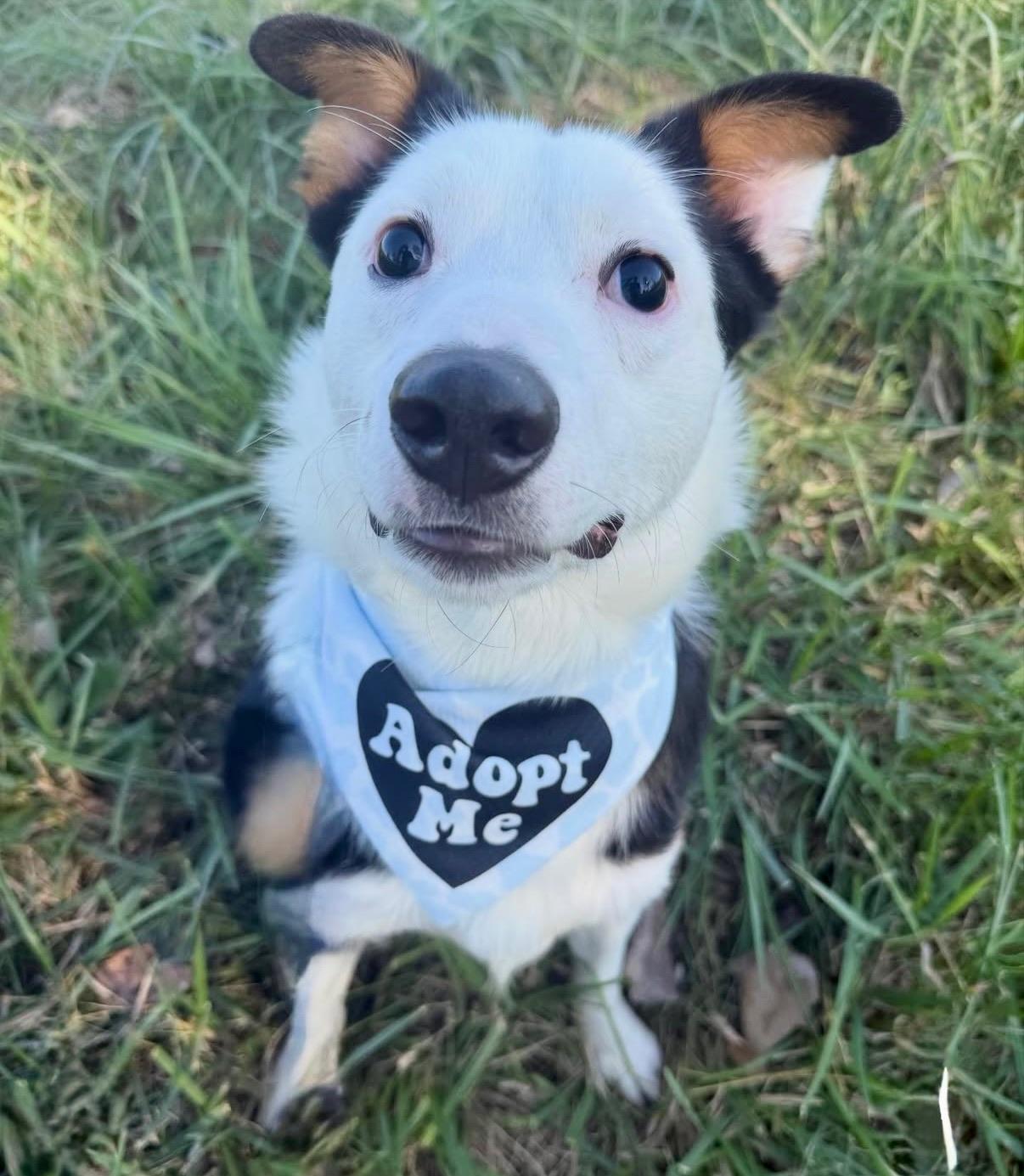 Enlarge Scooter, a ADOPTABLE Australian Shepherd in Nashville, TN image 3/6