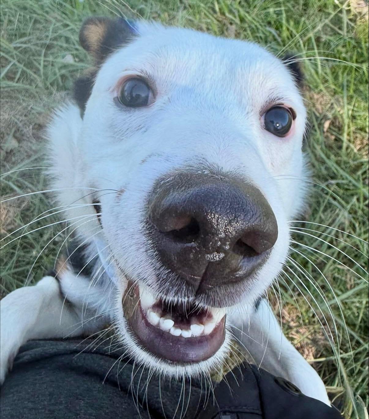Enlarge Scooter, a ADOPTABLE Australian Shepherd in Nashville, TN image 2/6