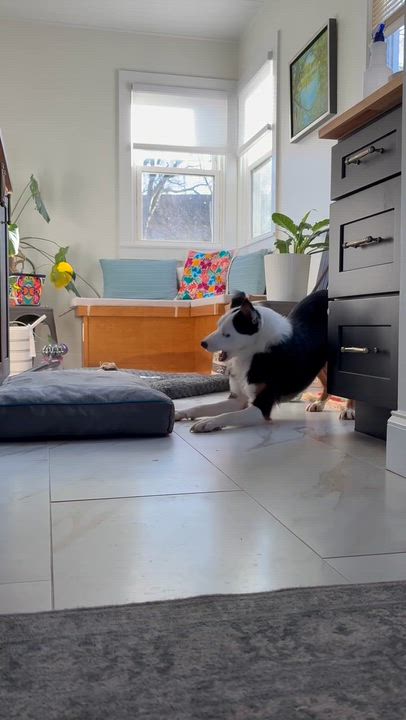 Enlarge Scooter, a ADOPTABLE Australian Shepherd in Nashville, TN video 6/6