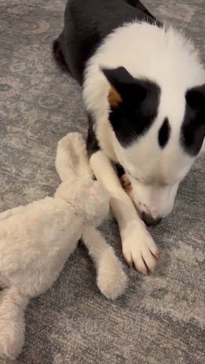 Enlarge Scooter, a ADOPTABLE Australian Shepherd in Nashville, TN video 5/6