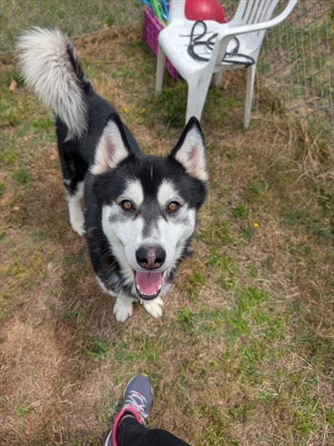 TYSON, Adoptable, Adult Male Husky.