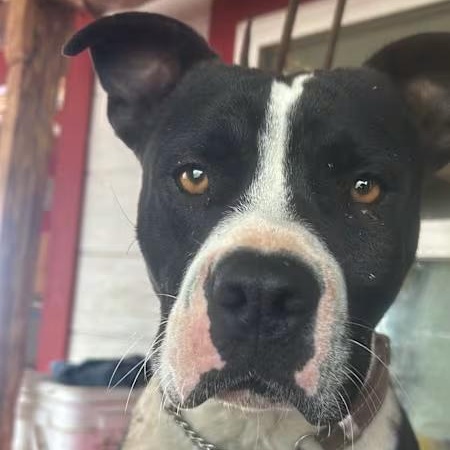 Bowser, Adoptable, Young Male American Bulldog.