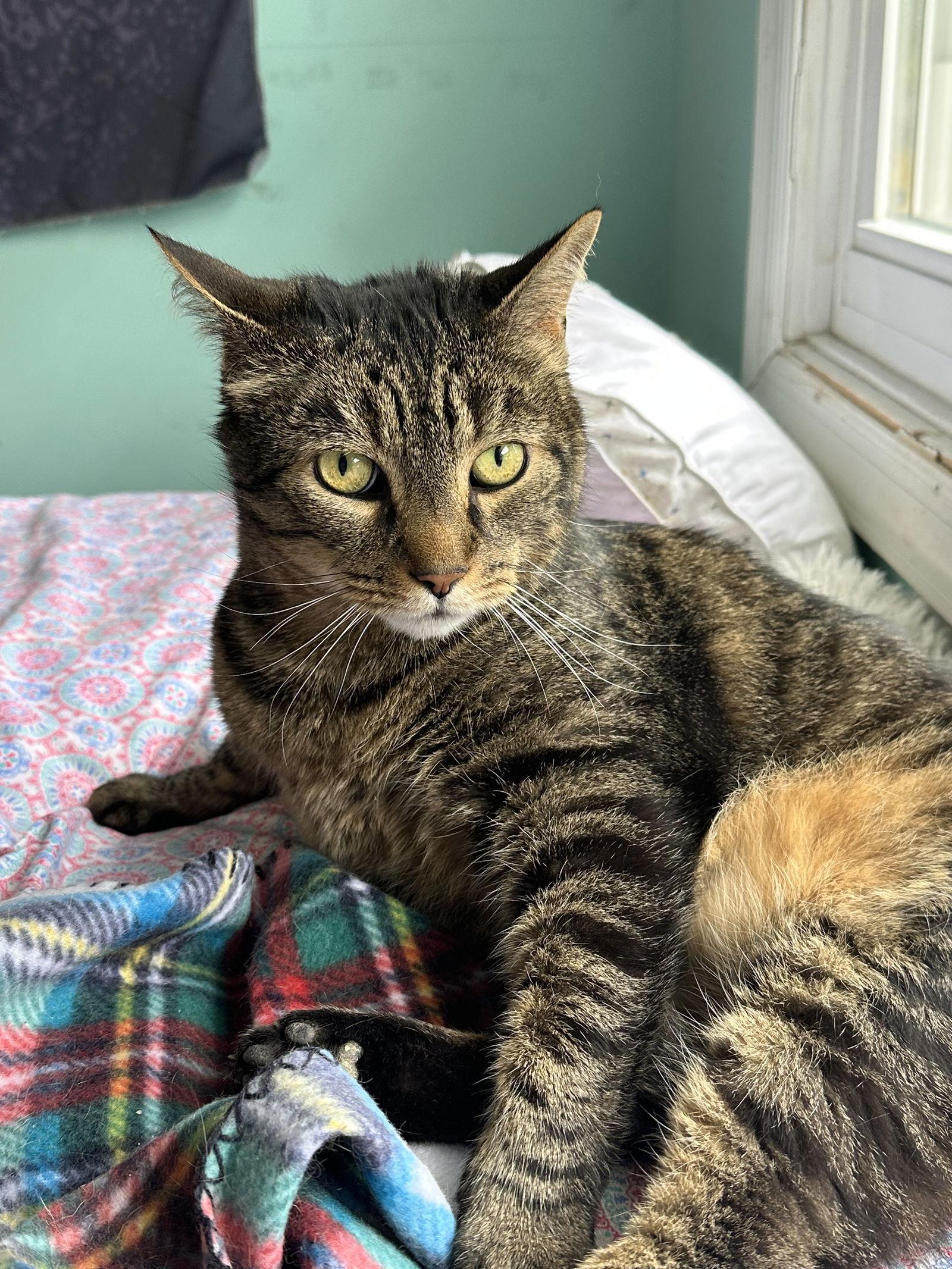 Bash, a Adoptable Domestic Short Hair in Spring Lake, NJ image 1/2