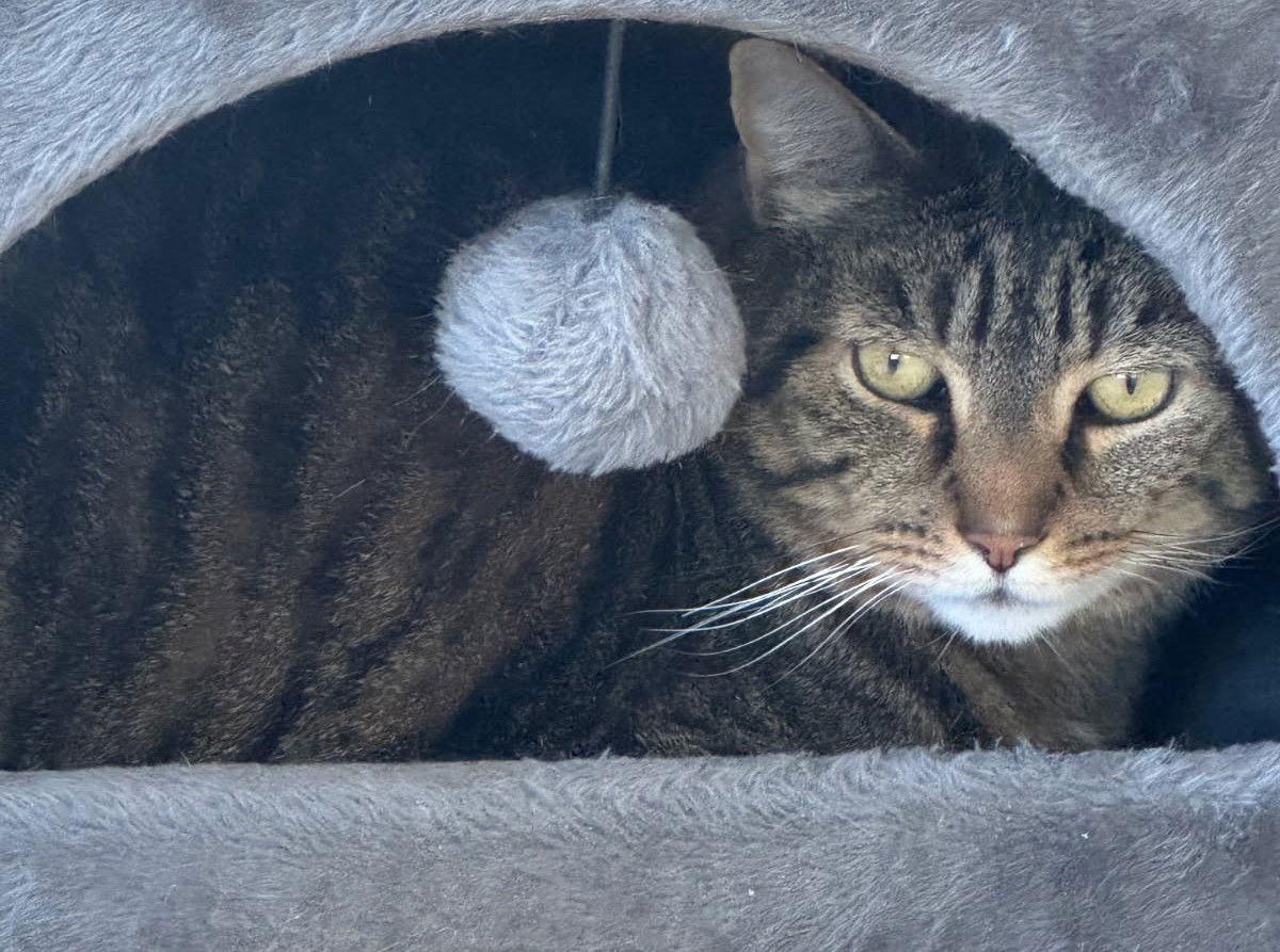 Bash, a Adoptable Domestic Short Hair in Spring Lake, NJ image 2/2