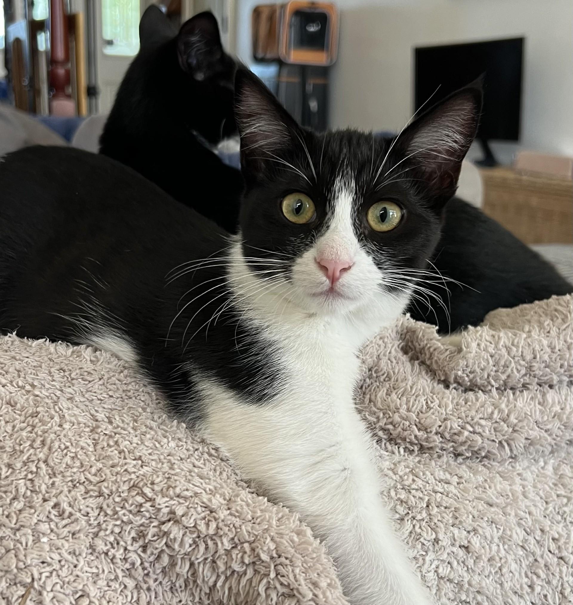 Domino