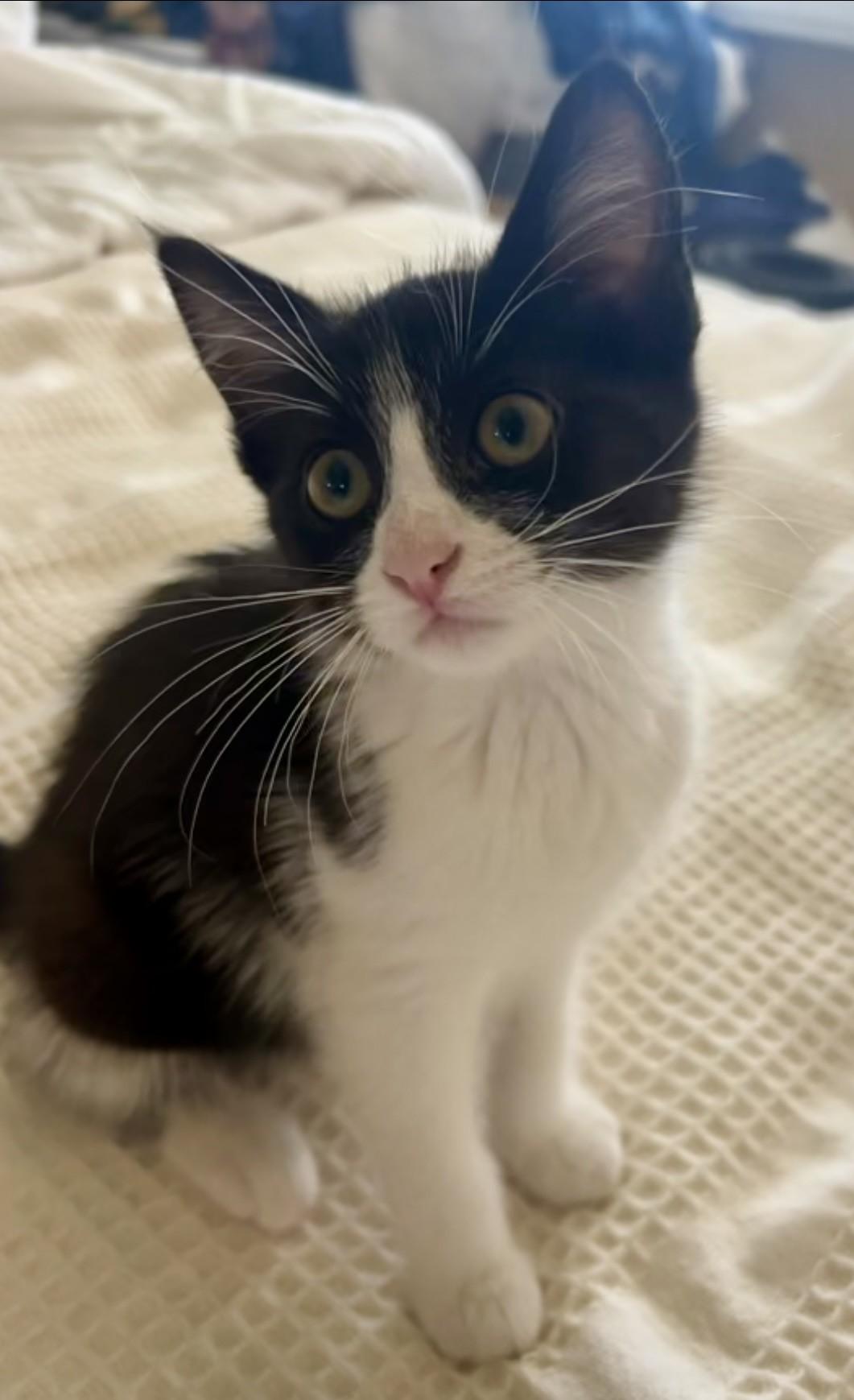 Domino