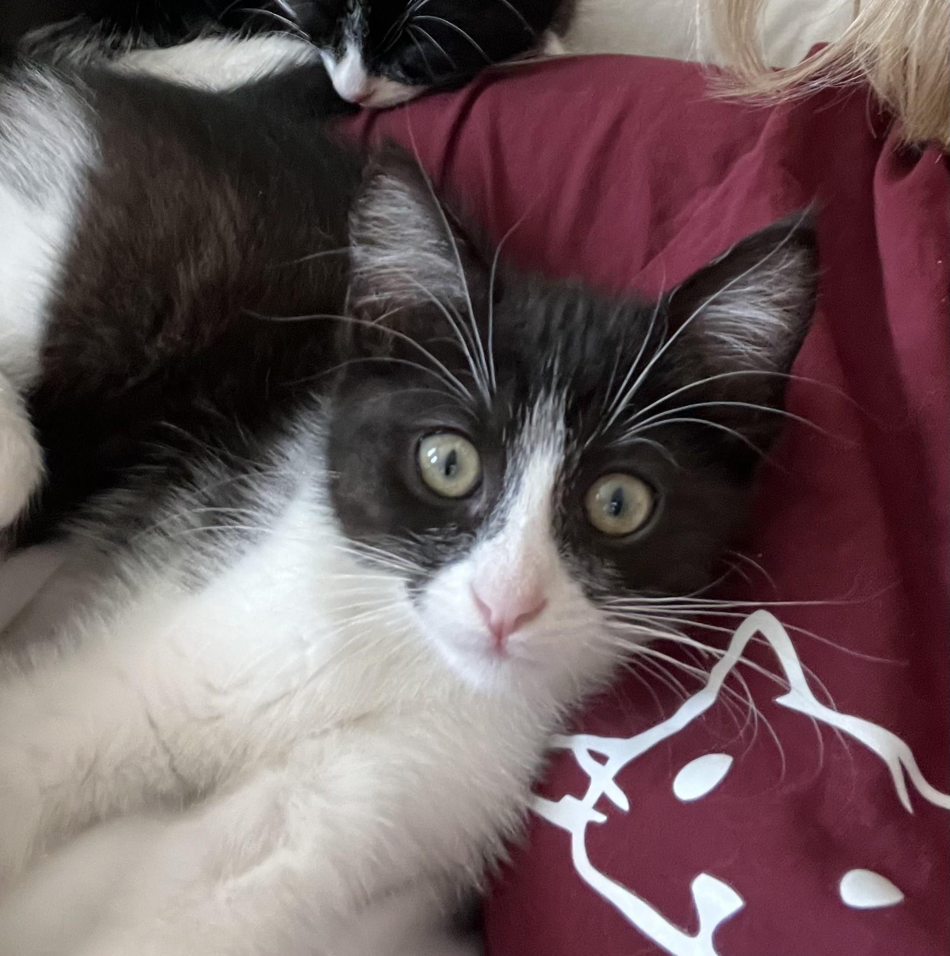 Domino, a Adoptable Domestic Short Hair in Los Alamitos, CA image 2/6