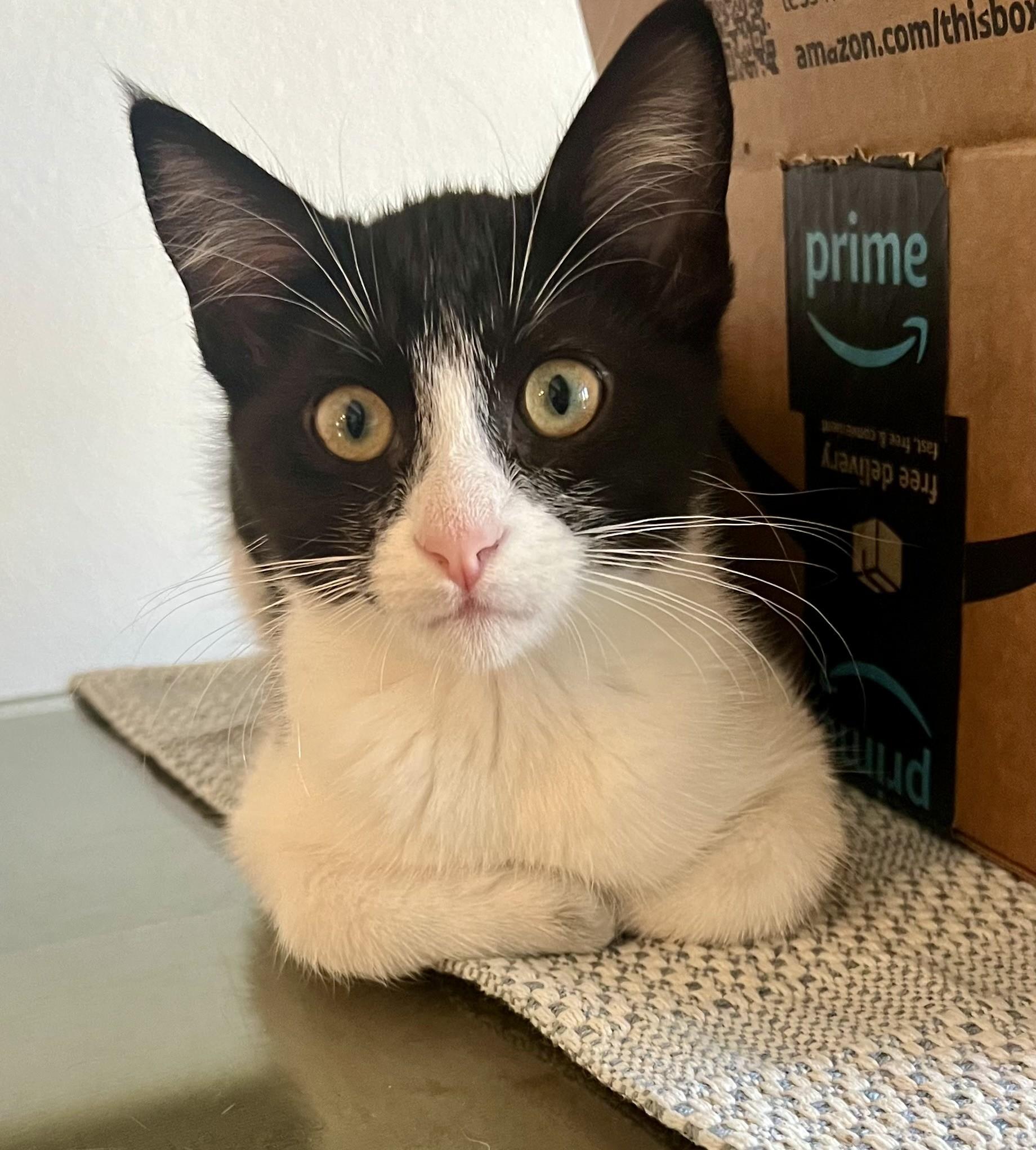 Domino, a Adoptable Domestic Short Hair in Los Alamitos, CA image 1/6