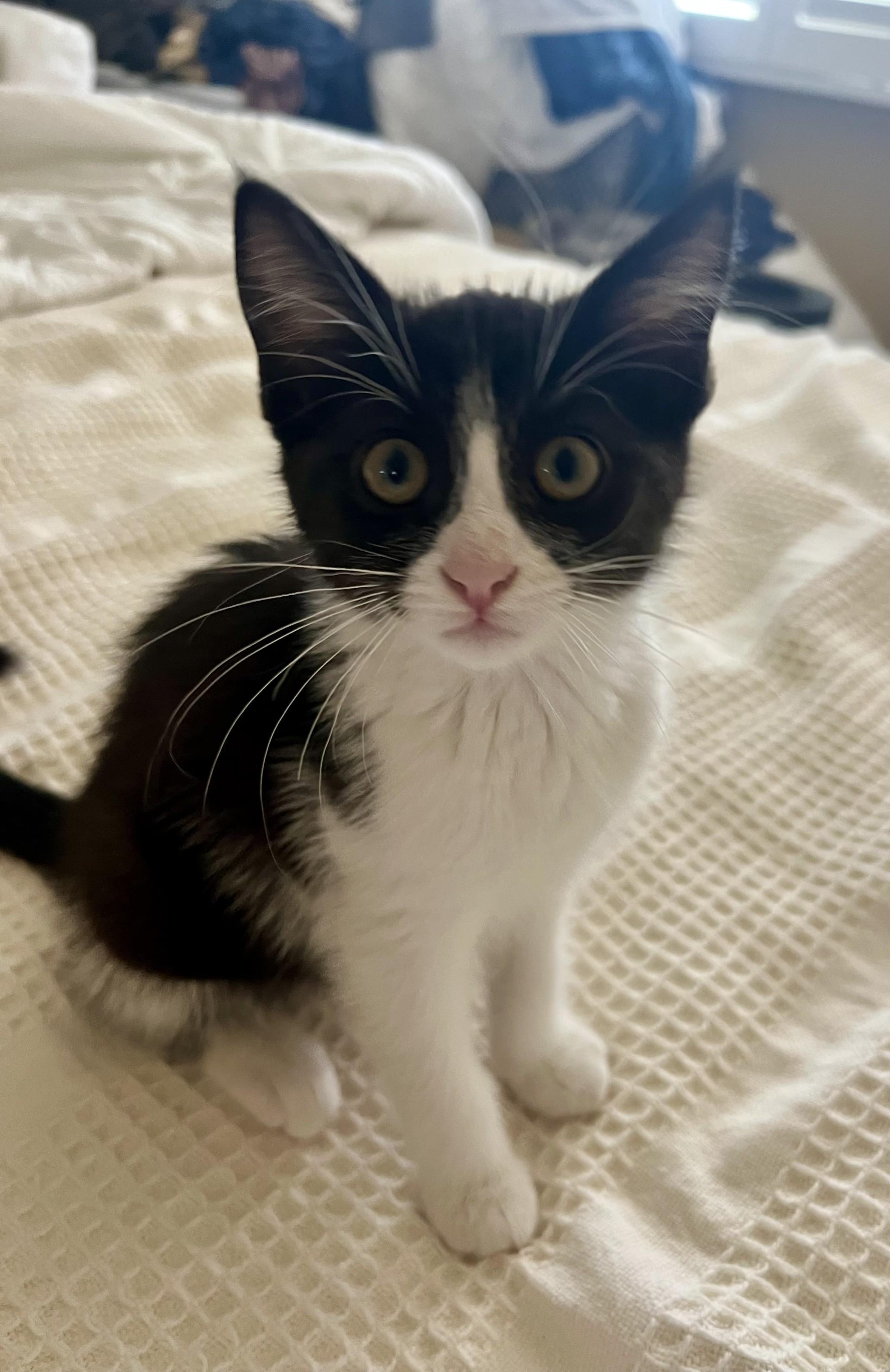 Domino, a Adoptable Domestic Short Hair in Los Alamitos, CA image 6/6