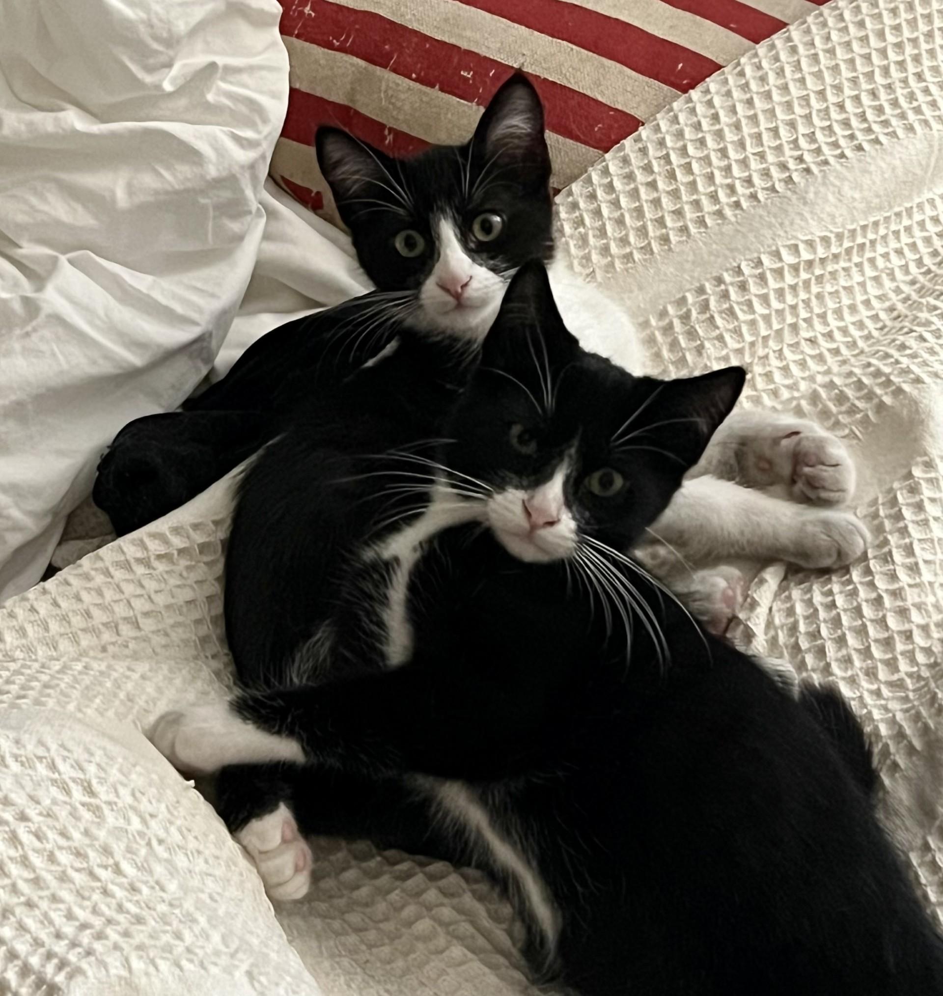 Domino, a Adoptable Domestic Short Hair in Los Alamitos, CA image 4/6