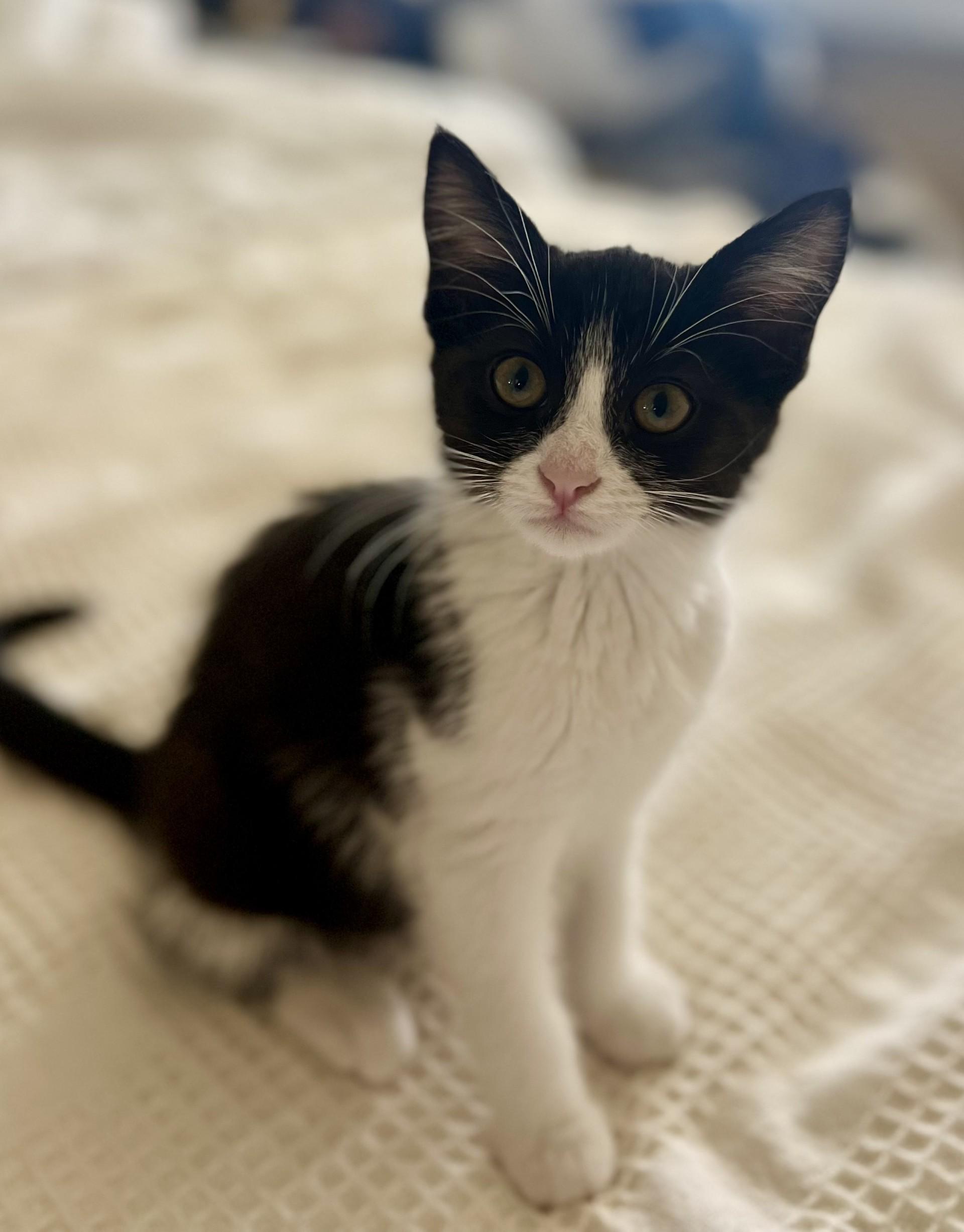 Domino