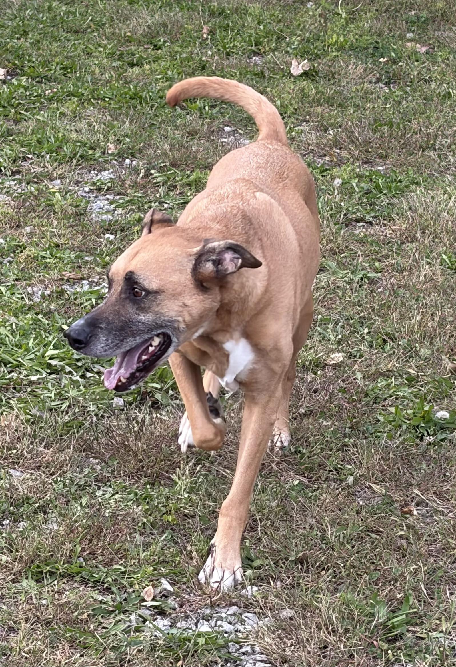 Enlarge Pollo, a Adoptable mixed breed in Circleville, OH image 1/1