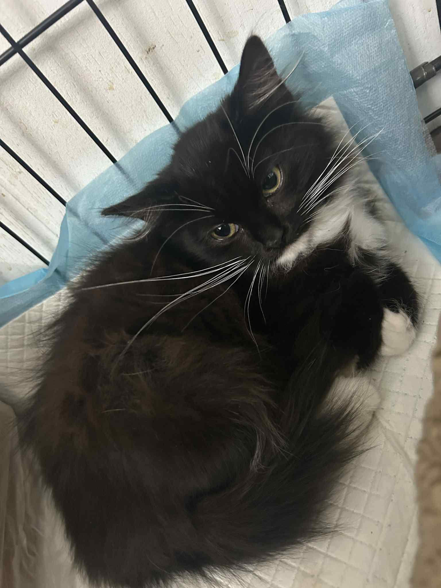 Enlarge Gia, a Adoptable mixed breed in Santa Clara, CA image 3/4