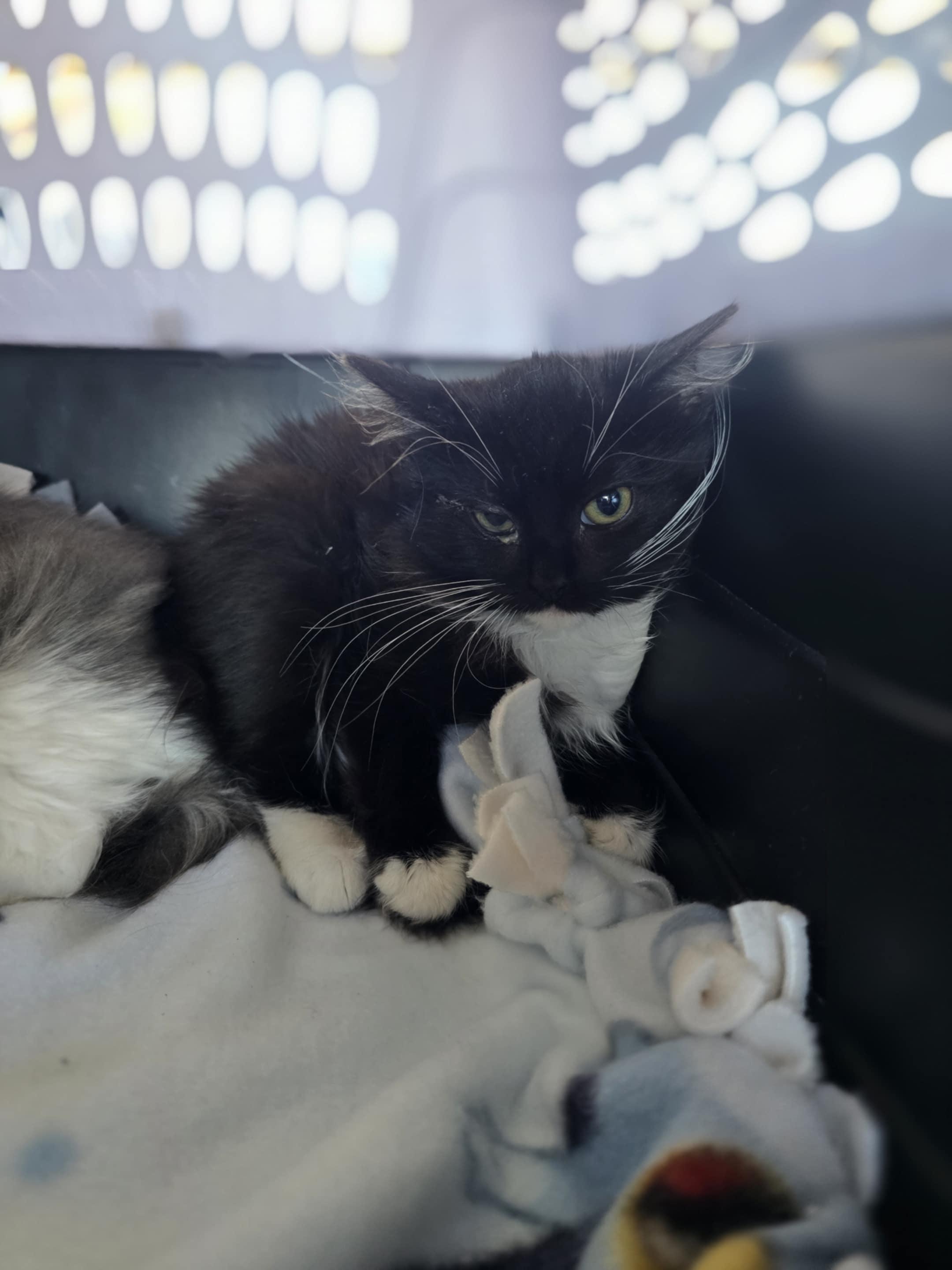 Enlarge Gia, a Adoptable mixed breed in Santa Clara, CA image 4/4