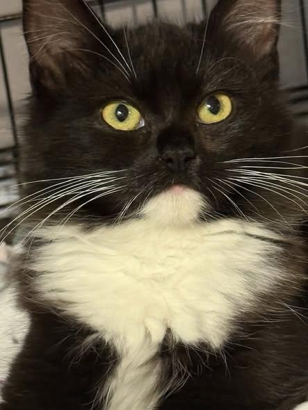 Enlarge Gia, a Adoptable mixed breed in Santa Clara, CA image 2/4