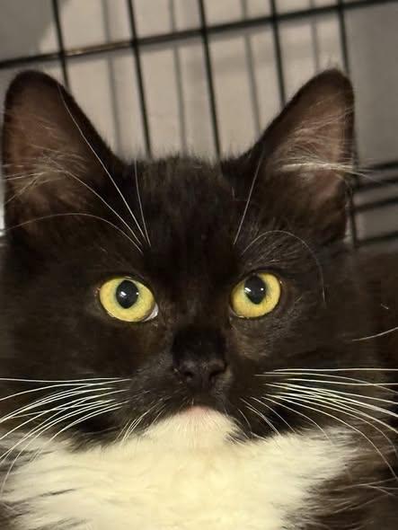 Gia, Adoptable, Kitten Female Domestic Medium Hair & Tuxedo.