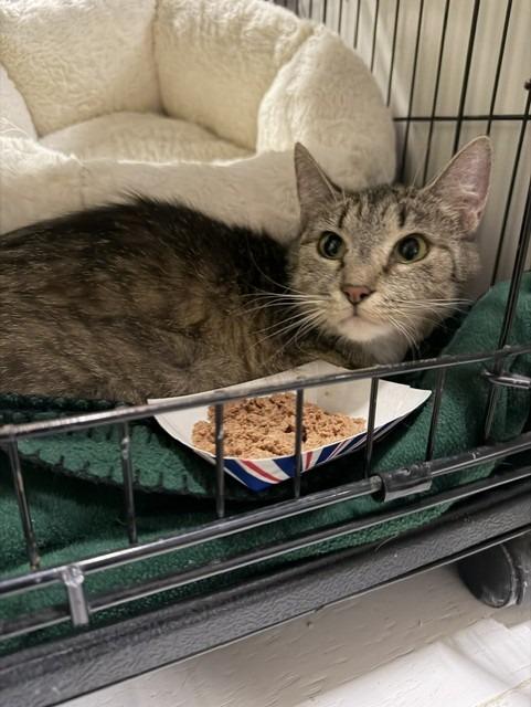 Roxy Rose, Adoptable, Young Female Domestic Short Hair.