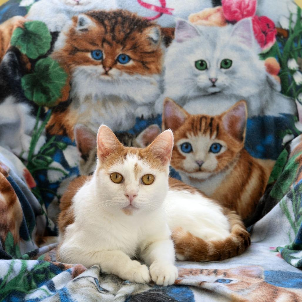 Enlarge Roper, a Adoptable Domestic Short Hair in McKean, PA image 1/6