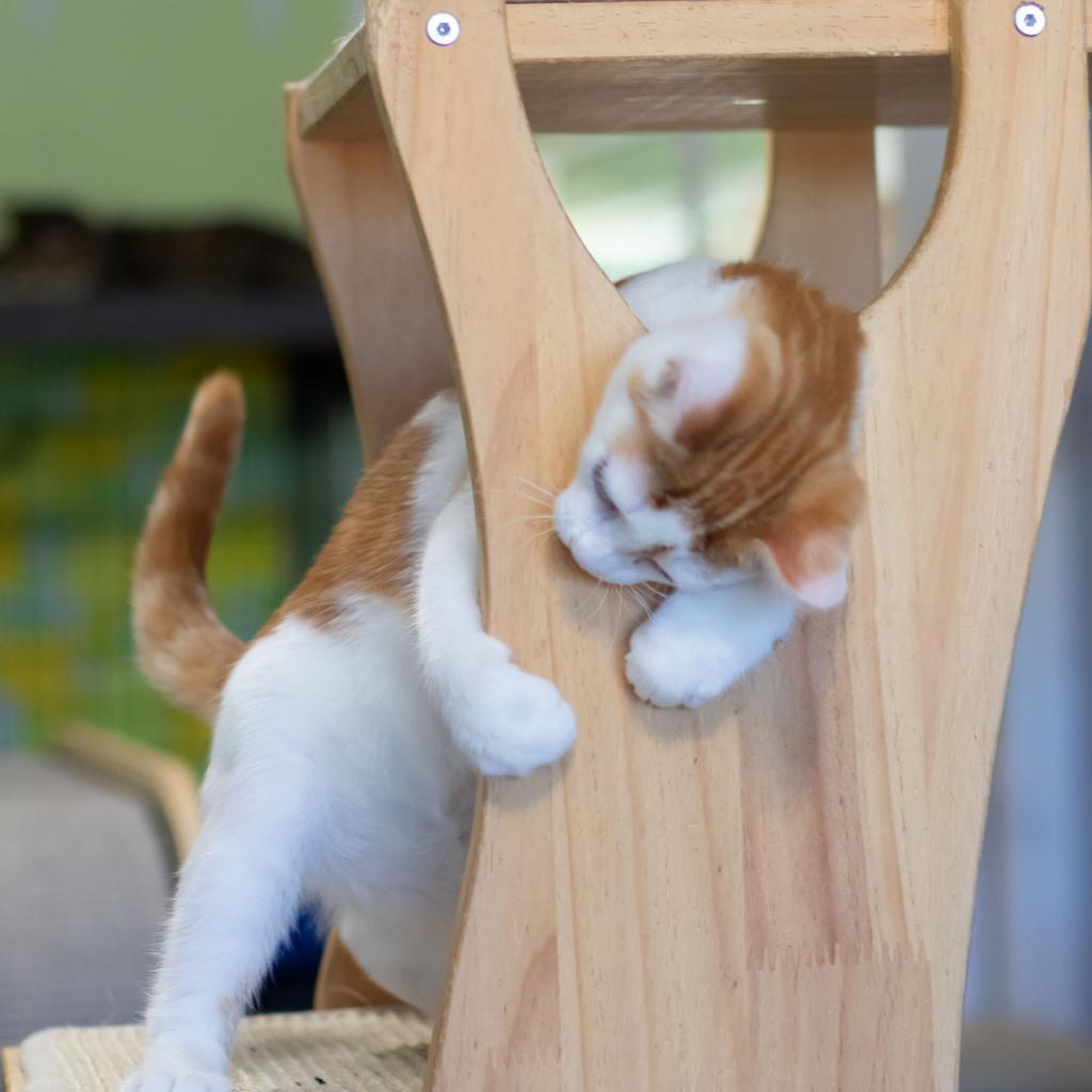 Enlarge Roper, a Adoptable Domestic Short Hair in McKean, PA image 2/6