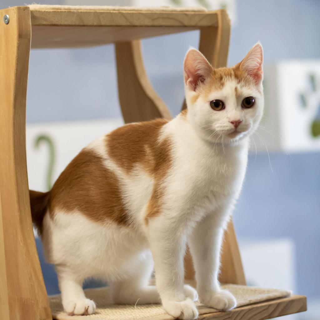 Enlarge Roper, a Adoptable Domestic Short Hair in McKean, PA image 3/6