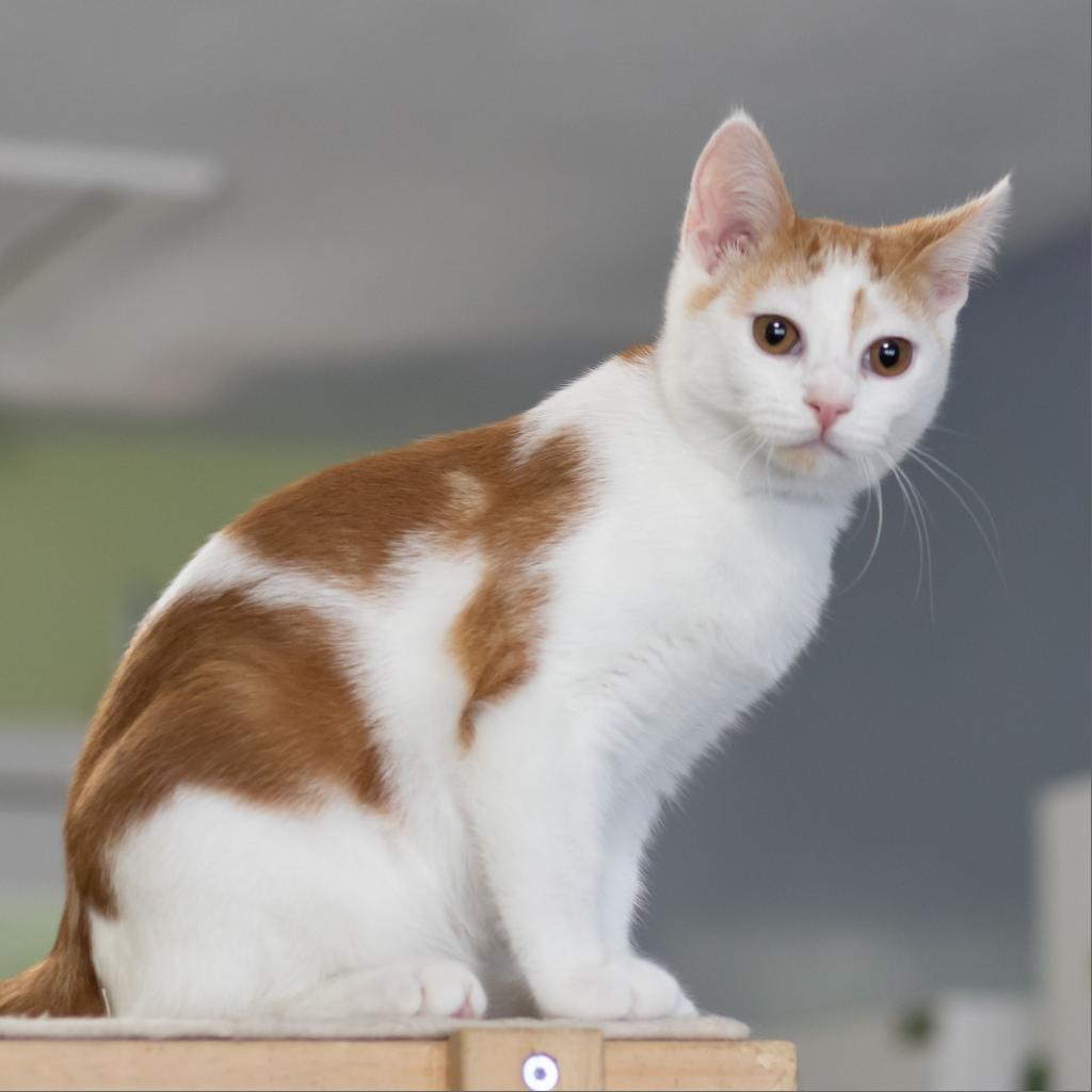 Enlarge Roper, a Adoptable Domestic Short Hair in McKean, PA image 4/6