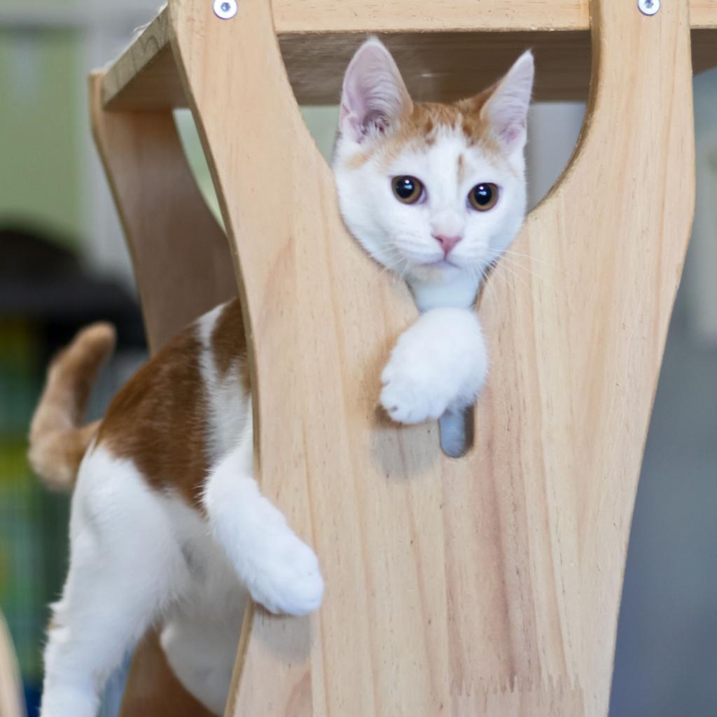 Enlarge Roper, a Adoptable Domestic Short Hair in McKean, PA image 5/6