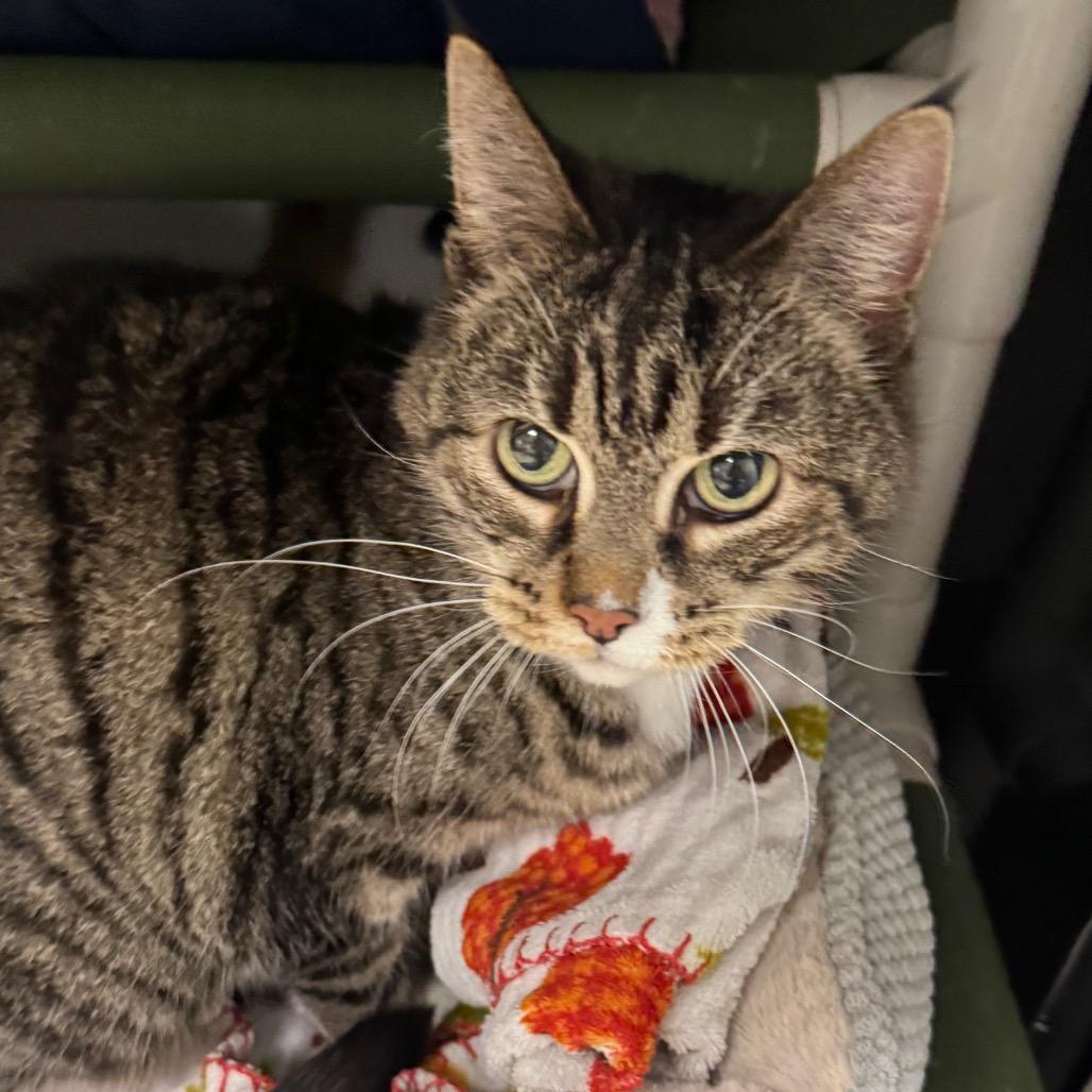 Moira, Adoptable, Young Female Domestic Short Hair.