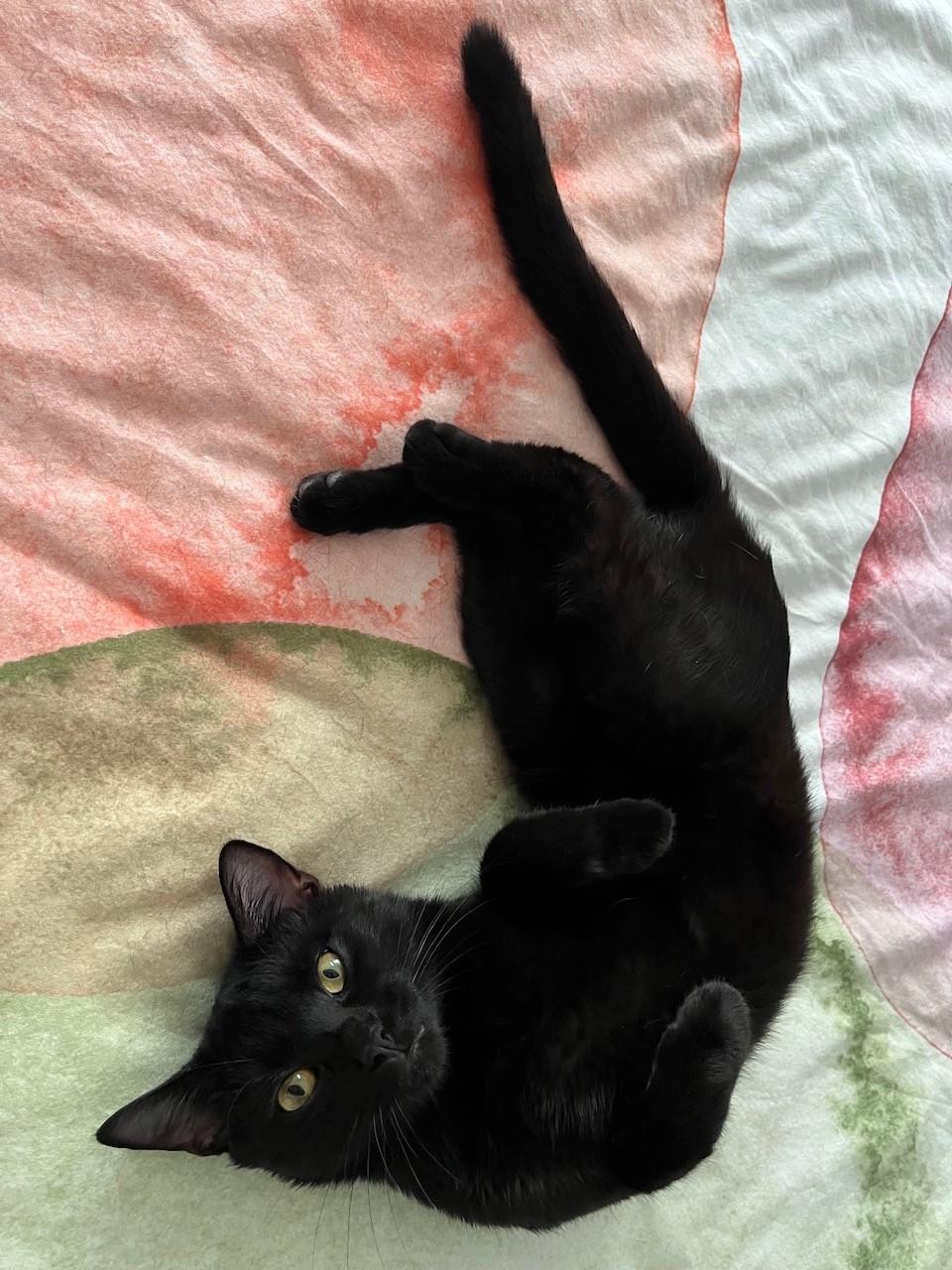 Harry Pawter, Adoptable, Young Male Domestic Short Hair.