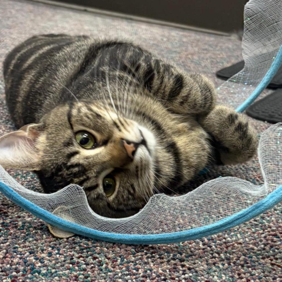 Leo, a Adoptable Domestic Short Hair in Hamburg, NY image 1/3