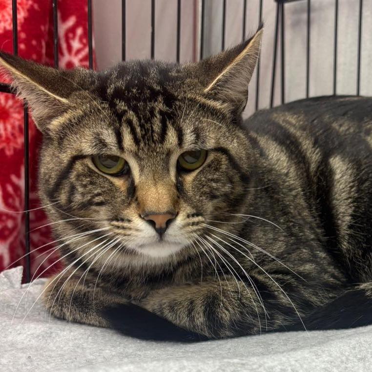 Leo, a Adoptable Domestic Short Hair in Hamburg, NY image 2/3