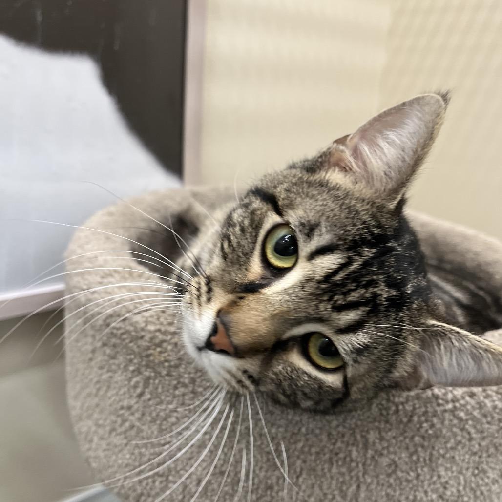 Leo, a Adoptable Domestic Short Hair in Hamburg, NY image 3/3