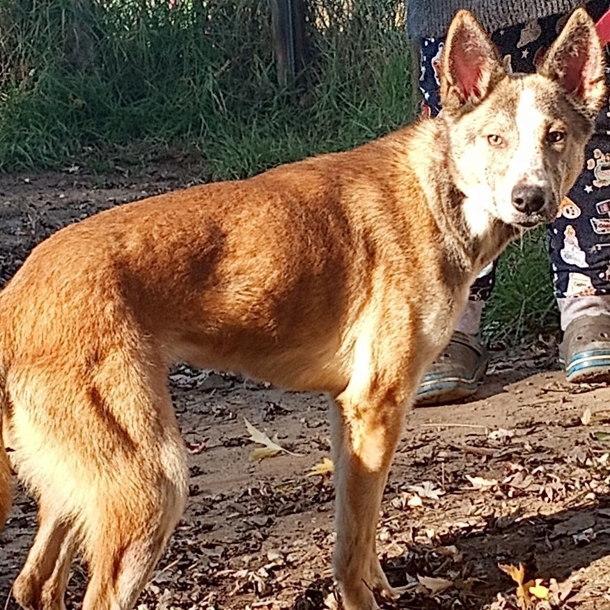 Quila, a Adoptable mixed breed in San Juan Bautista, CA image 2/3