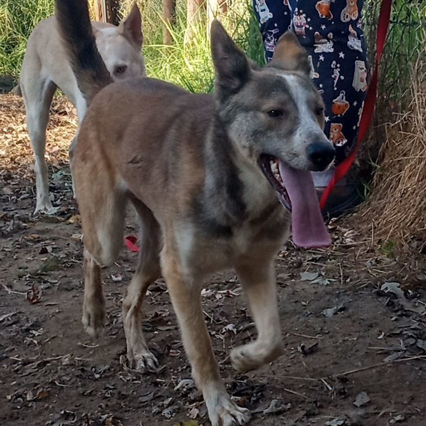 Quila, a Adoptable mixed breed in San Juan Bautista, CA image 1/3
