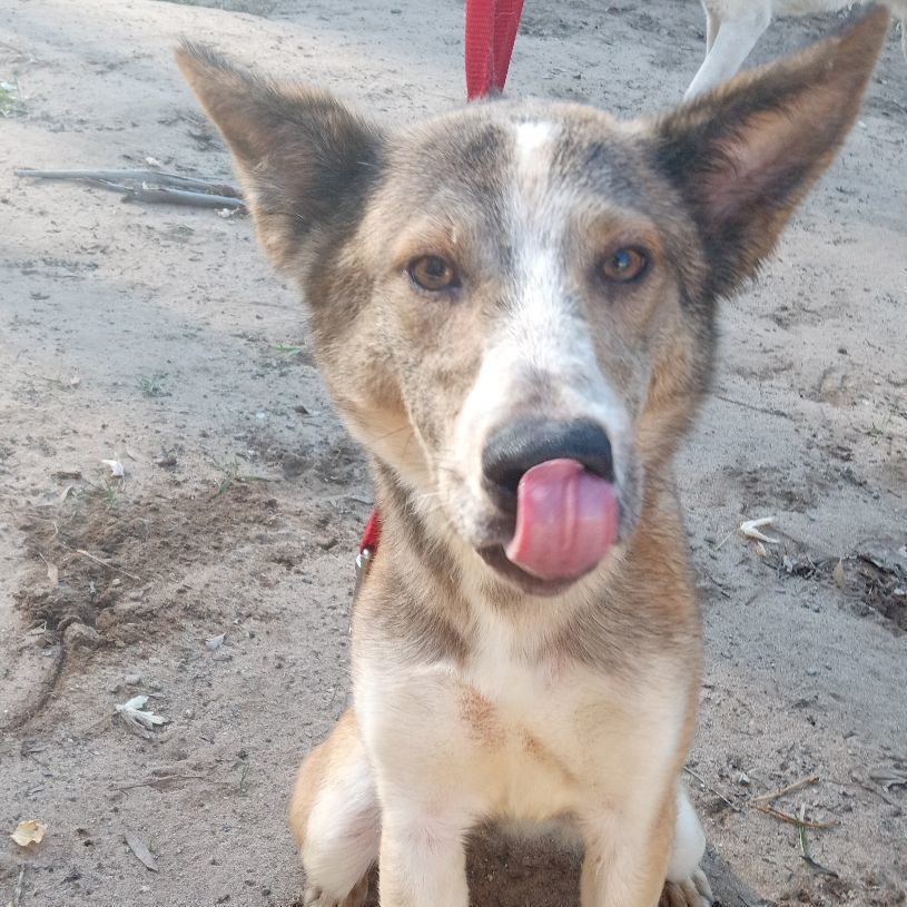 Quila, a Adoptable mixed breed in San Juan Bautista, CA image 3/3