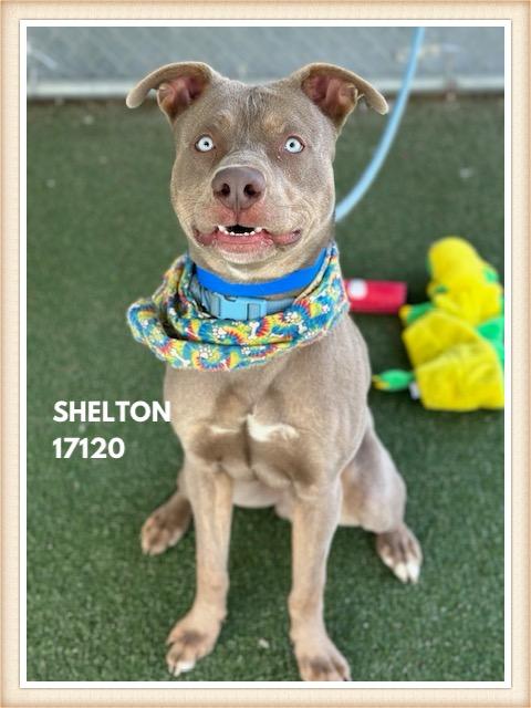 Enlarge SHELTON, a ADOPTABLE mixed breed in Marietta, GA image 4/6