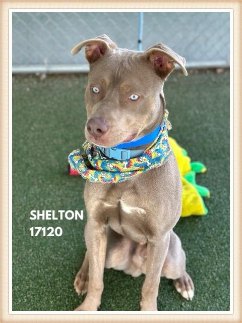 Enlarge SHELTON, a ADOPTABLE mixed breed in Marietta, GA image 2/6