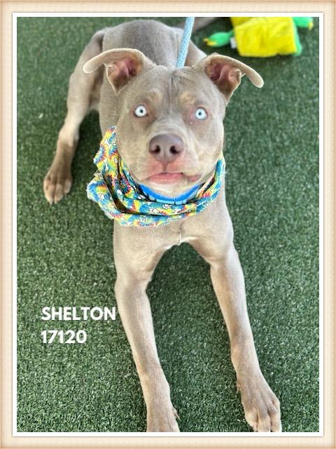 Enlarge SHELTON, a ADOPTABLE mixed breed in Marietta, GA image 5/6