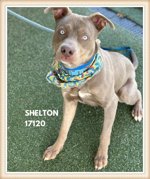 Enlarge SHELTON, a ADOPTABLE mixed breed in Marietta, GA image 3/6